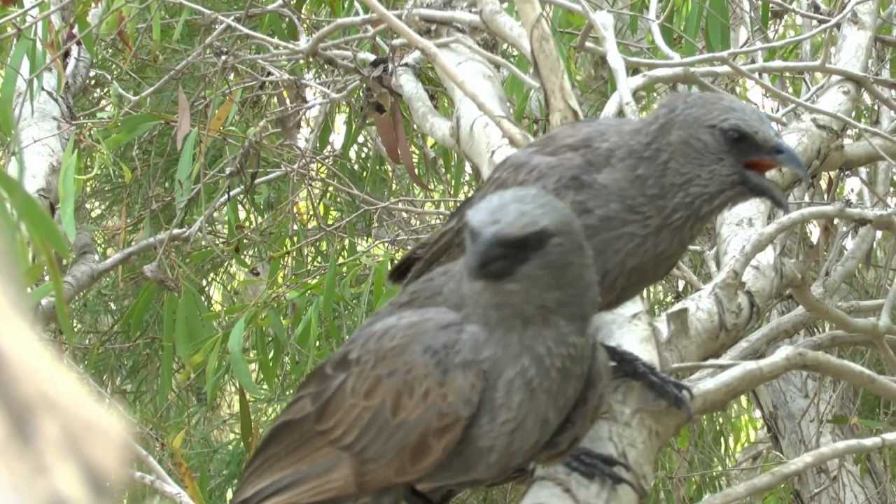 (2) APOSTLE BIRDS. HAPPY FAMILY BIRD, PALMER RIVER.