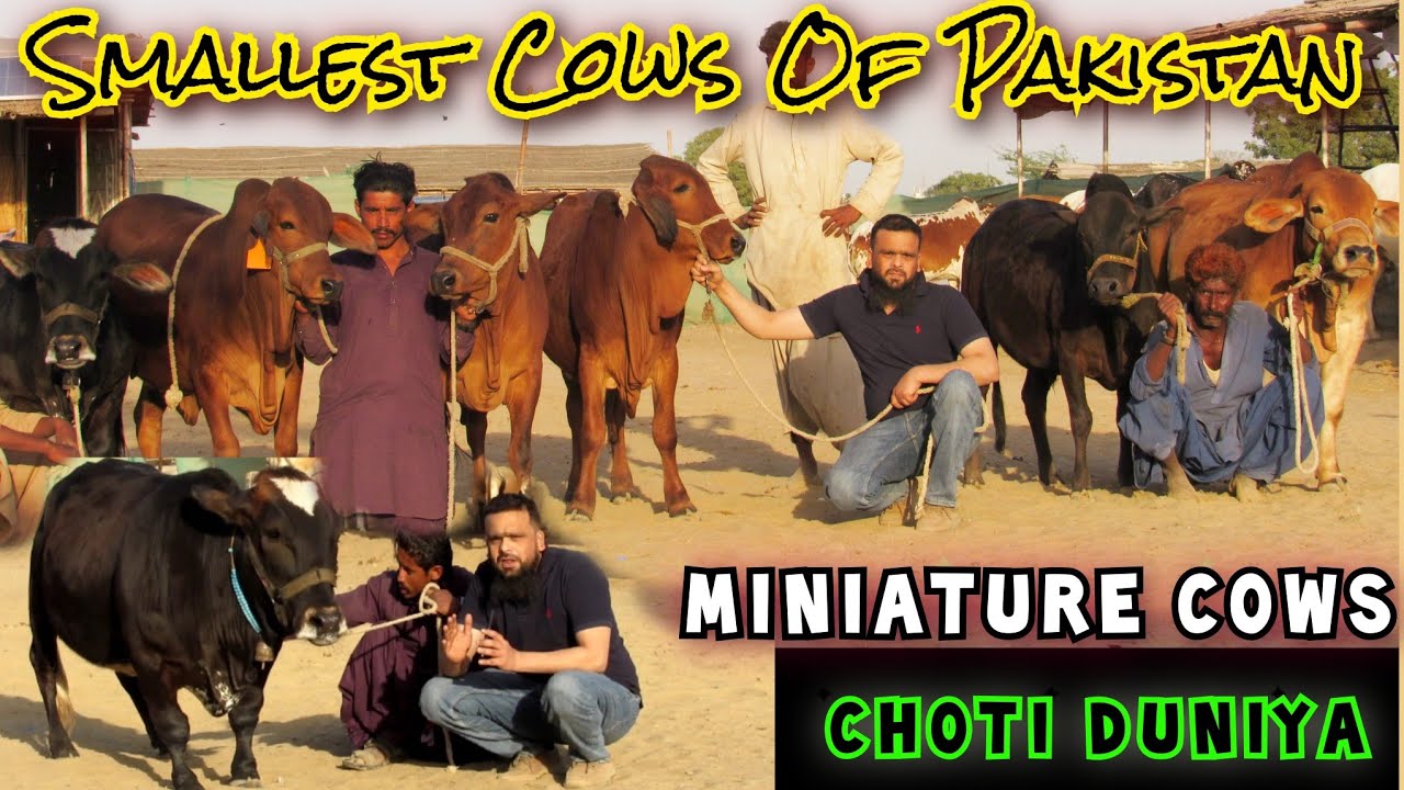 ALLAH Pak Ki Qudrat | Smallest Cow Breeds In Pakistan | Miniature Cows Collection For Bakra Eid 2023