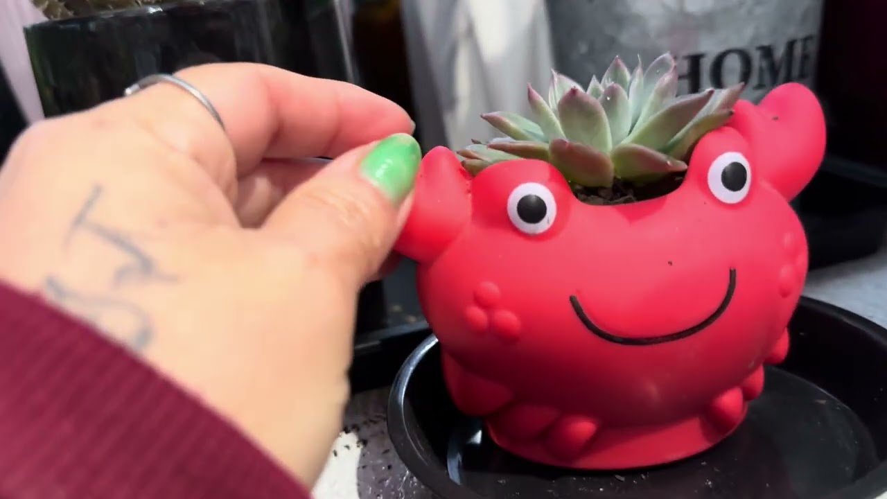 Como se encuentran mis plantas en pleno invierno 🥶 