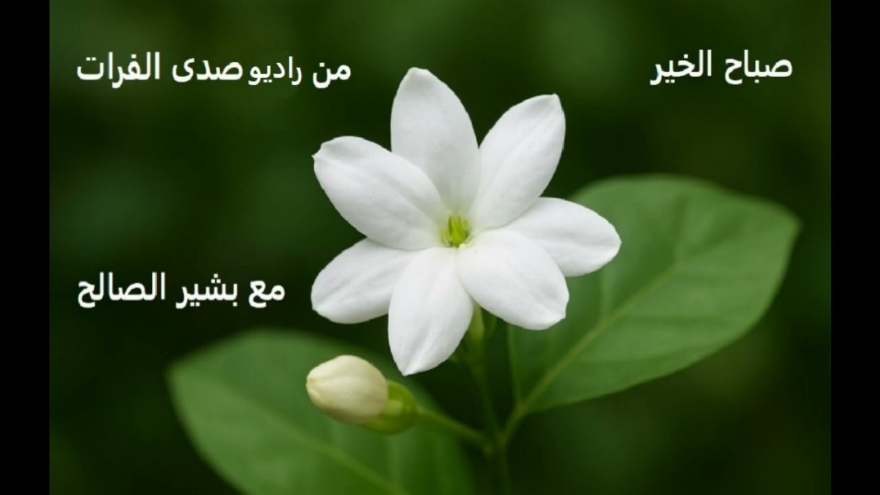 صباح الخير   الصدق   إعداد و تقديم بشير الصالح