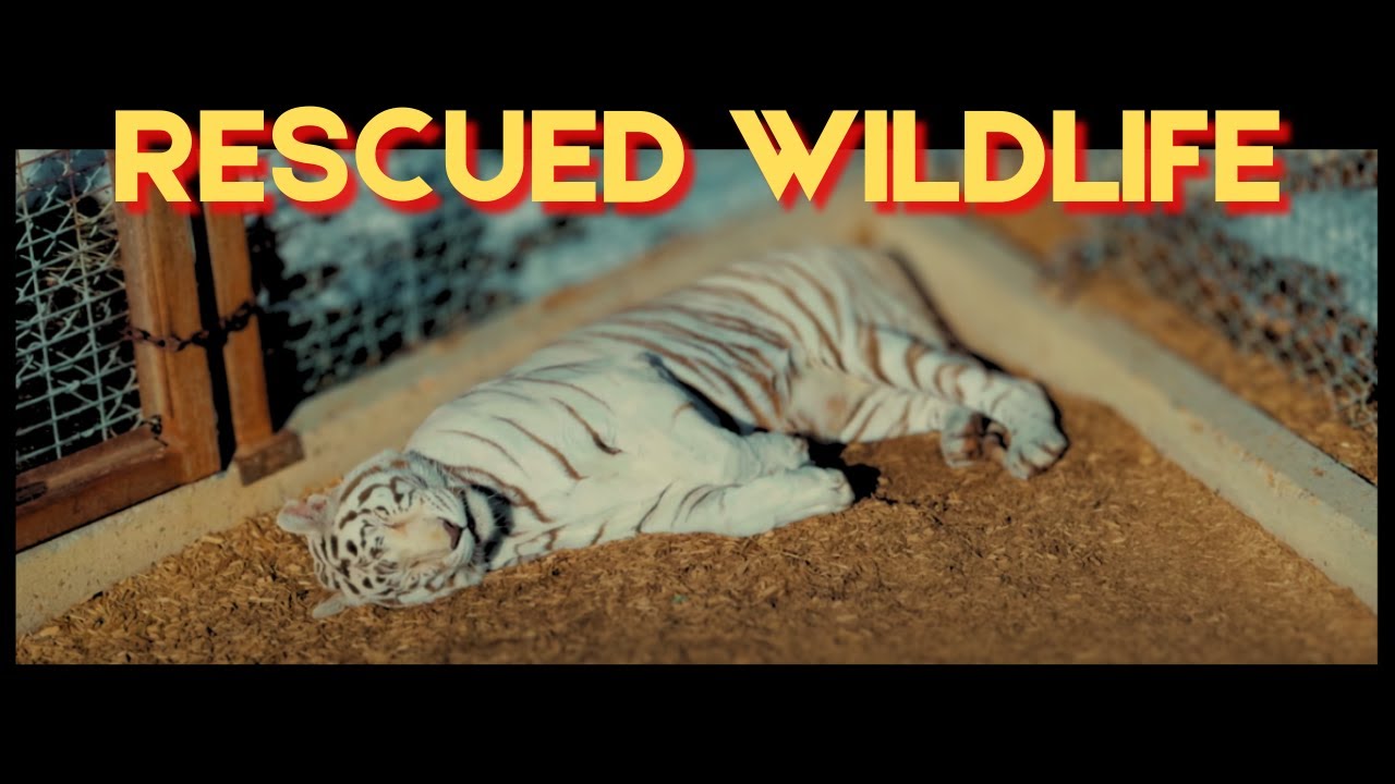 🐅🐺The Wild Animal Sanctuary  in Keenesburg, Colorado, United State #walkingtour