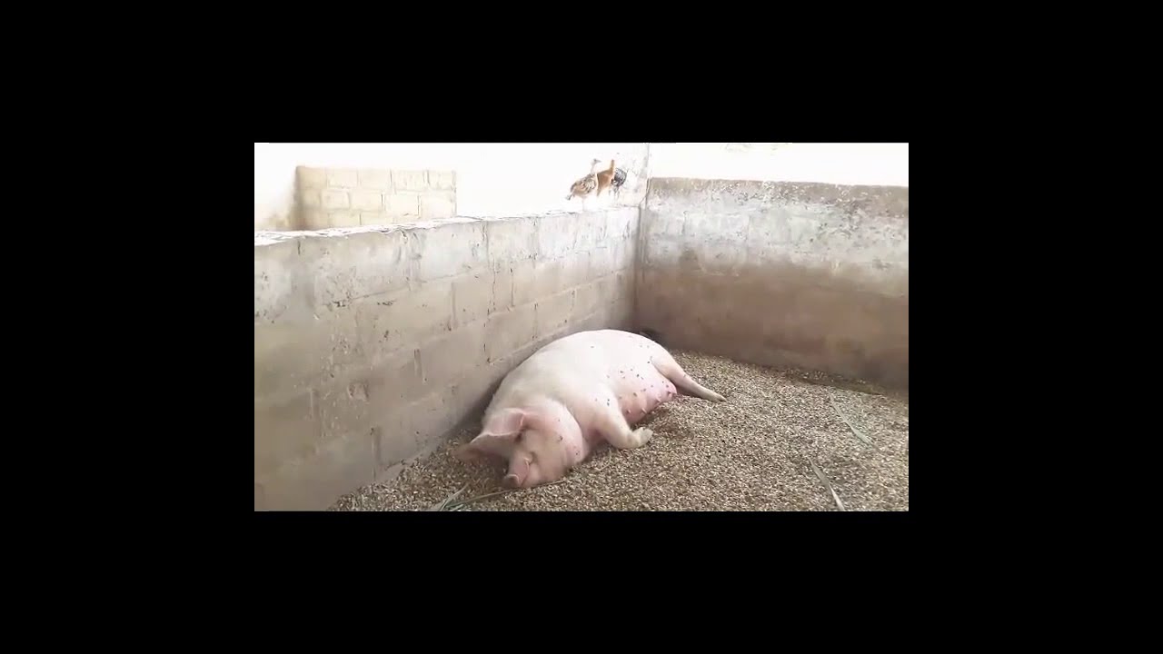 Ferme agropastorale de François Faye :un grand producteur d'élevage de porcs