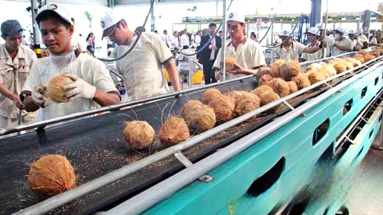 COMO se PRODUCEN los COCOS más DELICIOSOS del MUNDO🥥