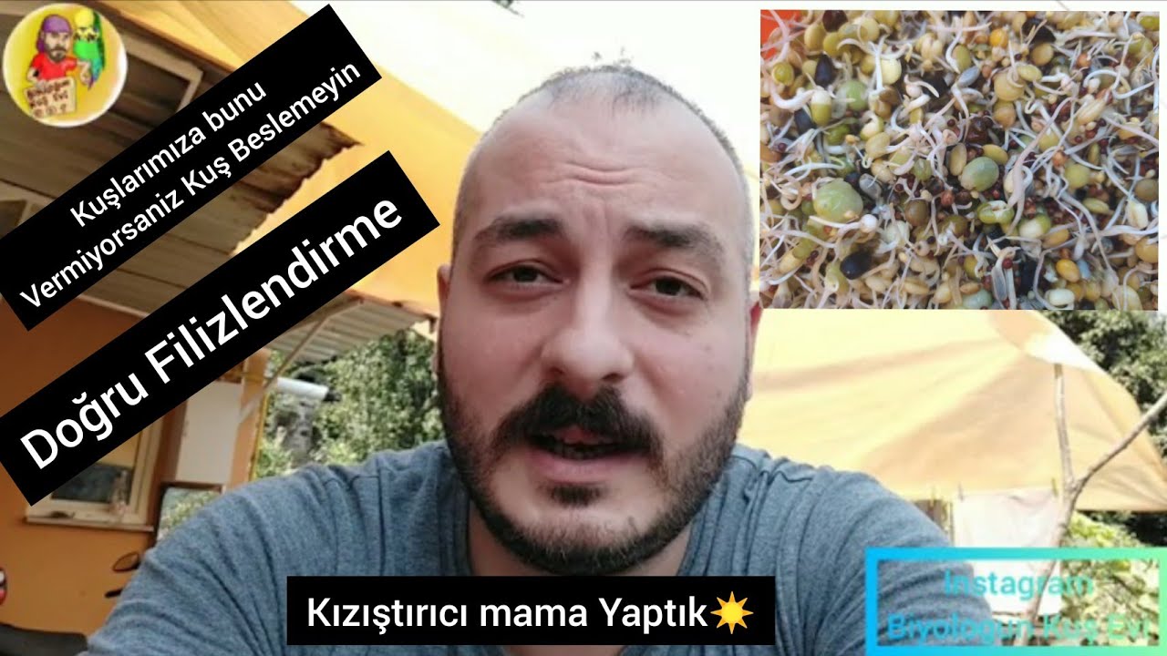 Tohum Filizlendirme (Çimlendirme) Nasıl Yapılır? Nelere Dikkat Etmeliyiz? Kızıştırıcı Mama Tarifi