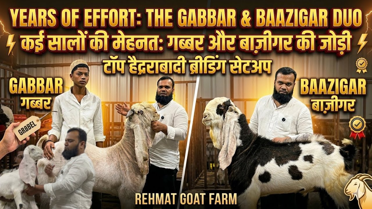 Baazigar And Khud Gabbar￼ Top Hyderabadi Breeding Setup In Solapur | Rehmat Goat farm.￼