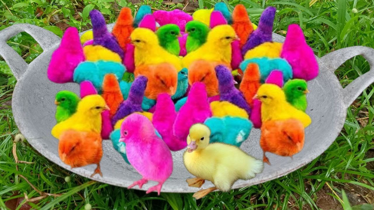 🐤🐓🐔Catch Cute Chickens, Colorful Chickens, Rainbow Chicken & Hewan Gemes! 🐥🐰🤣 Ayam Lucu, Bebek Imut!