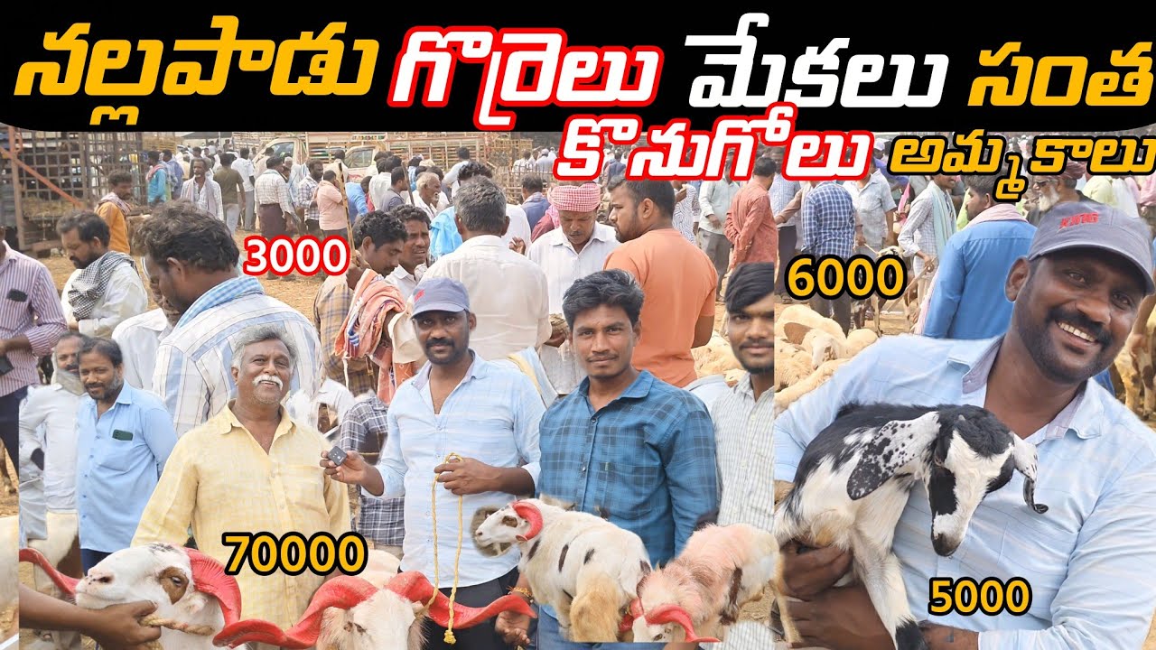 Nallapadu sheep & Goat market in Guntur // నల్లపాడు జీవాల సంత అమ్మకాలు కొనుగోలు
