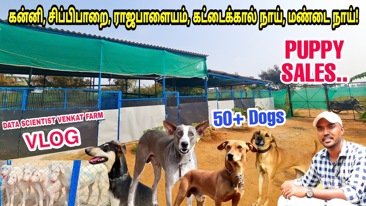 நாட்டு நாய்களை மீட்கும் முயற்சி- Data Scientist Dog Farm-Part 1 | 2000 முதல் குட்டிகள் கிடைக்கும் |