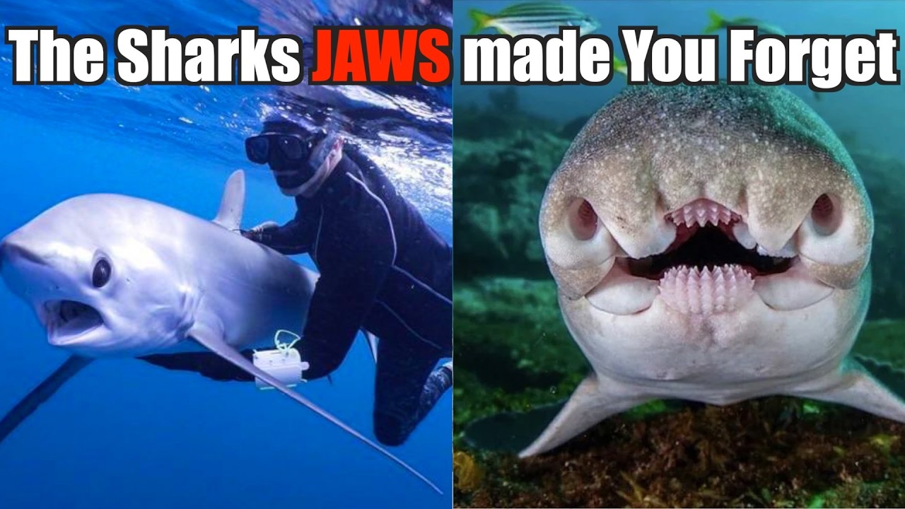 The Sharks Hollywood Made You Forget