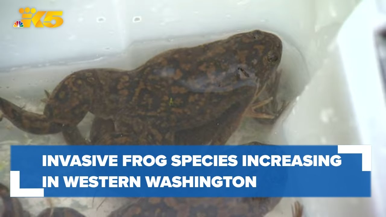 Invasive African clawed frogs increase in western Washington