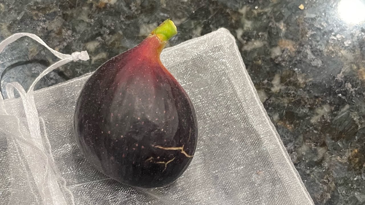 Showcasing fig variety ripening status in August 