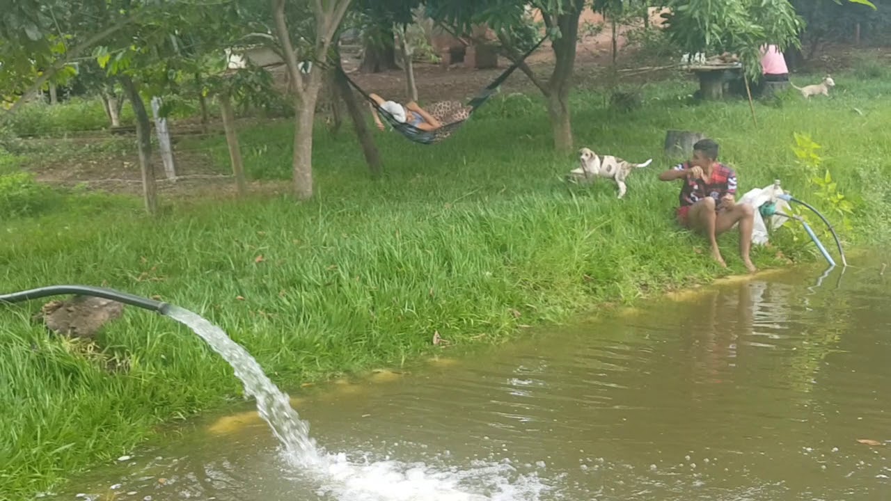 qual peixe pode criar em tanque de lona vamos tira essa dúvida turma