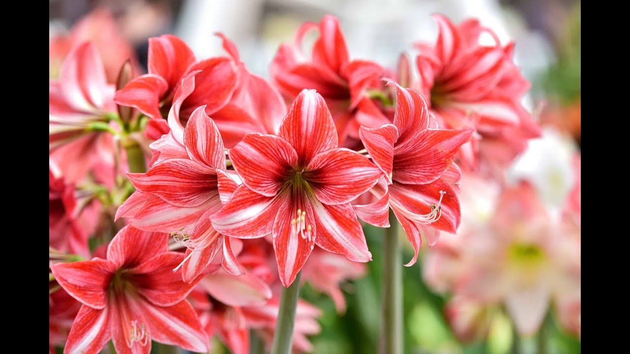 sweet amaryllis