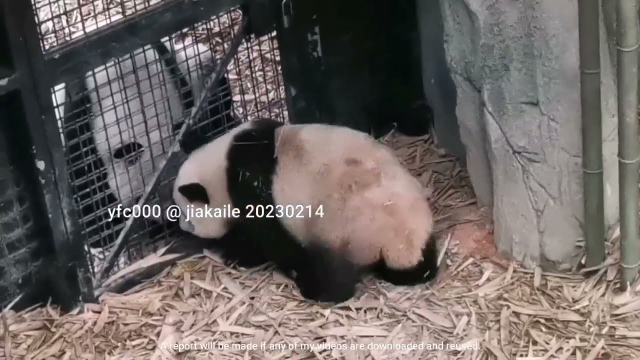 Giant Panda Le Le n father Kai Kai meet up 大熊猫叻叻和凯凯爸爸的见面会 @ 新加坡河川生态园