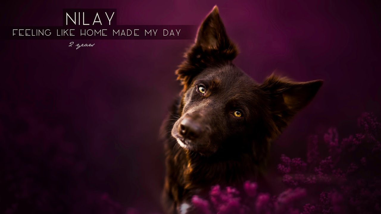 Nilay - 2 Years [Border Collie]