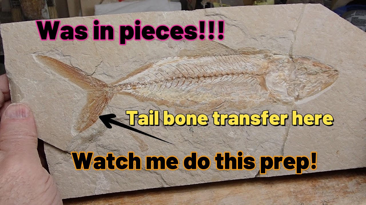 Fixing and Even Some Bone Transfer Prep!!!