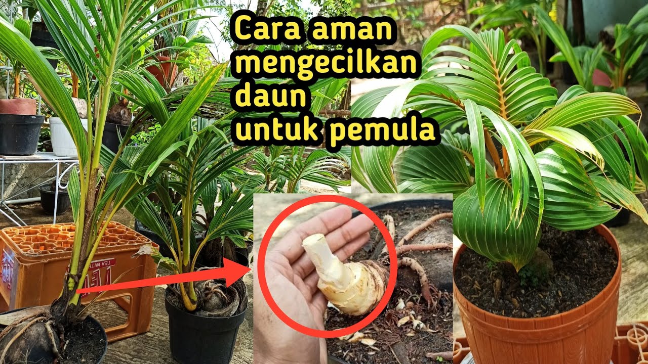 part1 | CARA MENGECILKAN DAUN BONSAI KELAPA DENGAN CARA PRUNING BAGI PEMULA