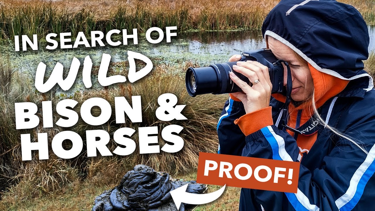 Wildlife at Paynes Prairie Preserve State Park & Sweetwater Wetlands | Florida Van Life Travel Vlog
