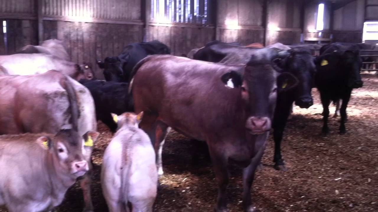 Bazadaise Cattle Open Day - 7