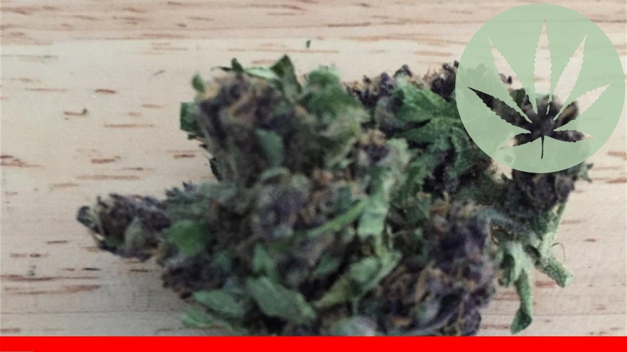 Fucking Incredible - All About This Strain