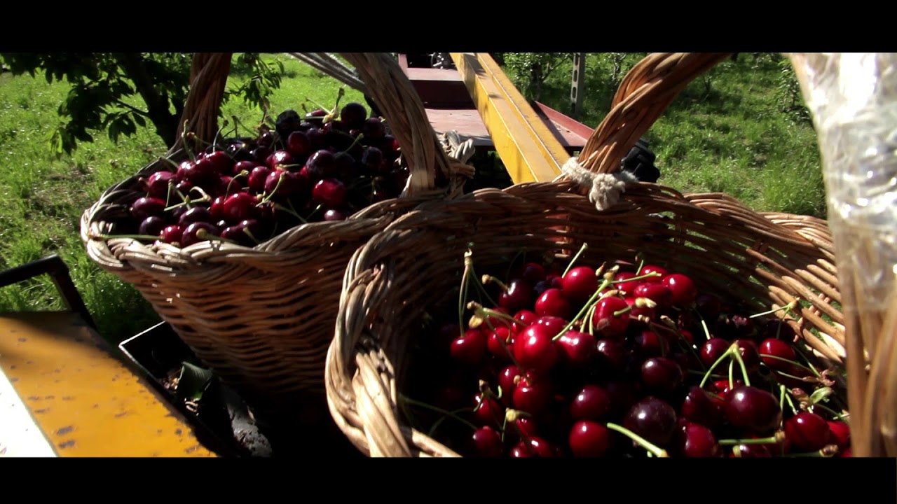 Ciliegie di Vignola | In the Food Valley with Francine Segan