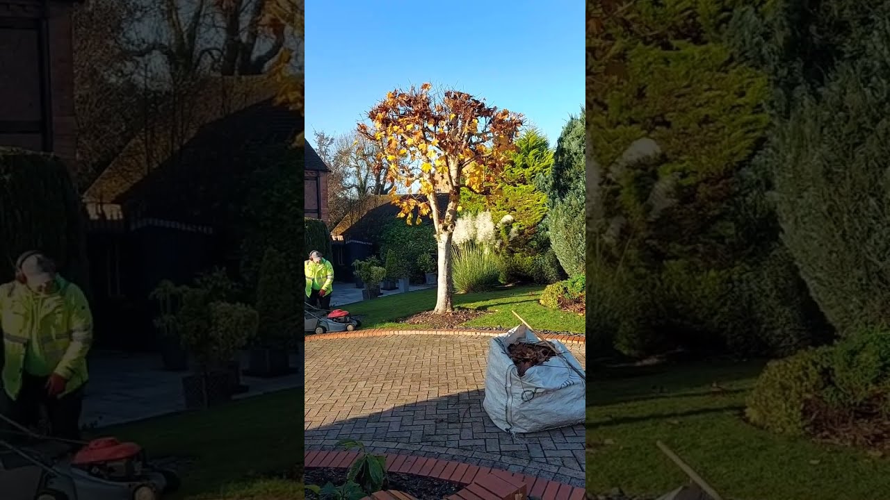End of year pruning on a maintenance job #dagtail #redditch #groundmaintenance #groundsmaintenance
