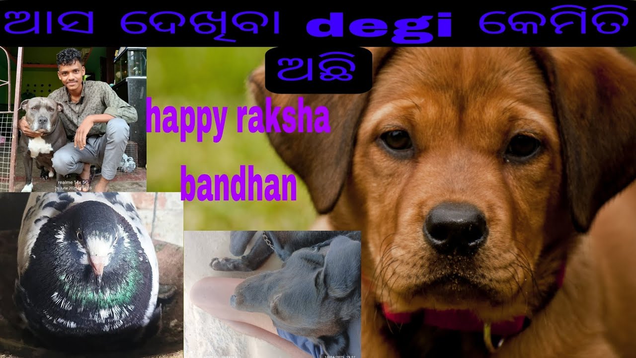 ||ଆସ ଦେଖିବା degi କେମିତି ଅଛି|| 🐕🥰@JAPUARABPETVLOG @odiapetdunia #viral #dog #birds #narayan #animals 