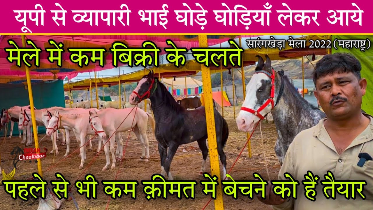 ये व्यापारी भाई मेले लेकर पहुँचे 25 घोड़े घोड़ियाँ बिक्री कम होने से हैं परेशान Sarangkheda Mela2022