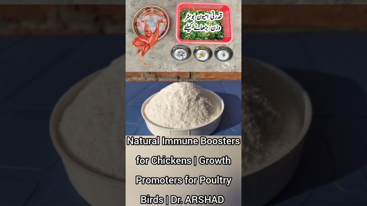 Natural Immune Boosters for Chickens | Growth Promoters for Poultry Birds | Dr. ARSHAD | Part 2