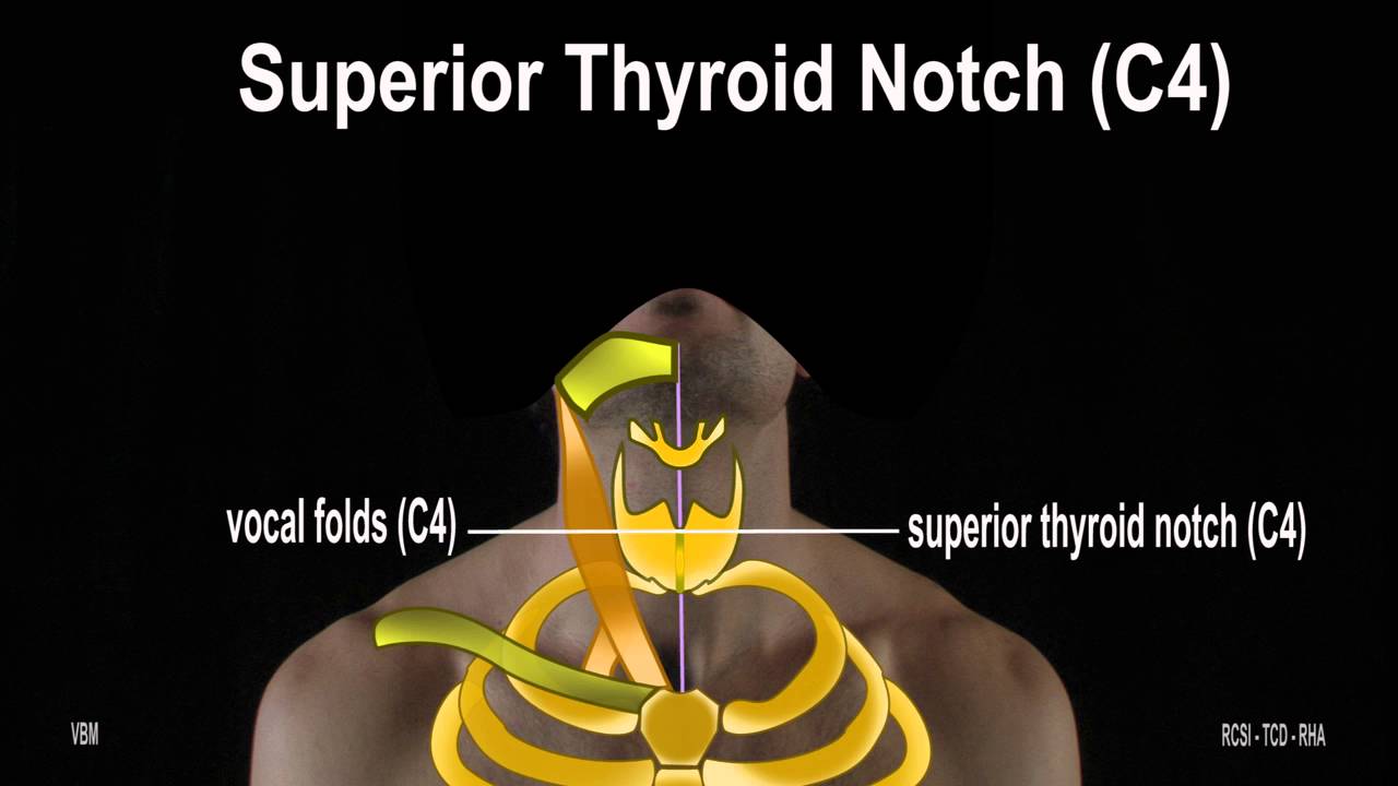 Surface Anatomy - Anterior  Neck Triangle (2D)