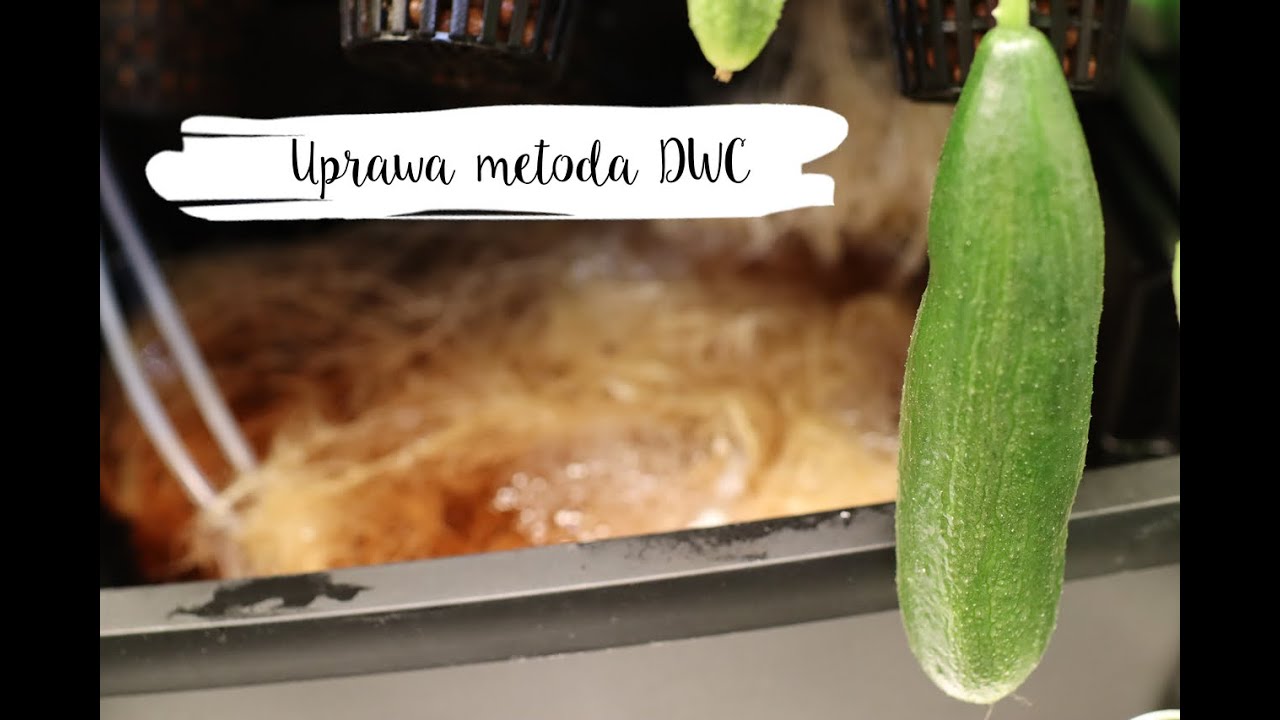Hydroponika - Uprawa metodą DWC - MarsHydro TS1000