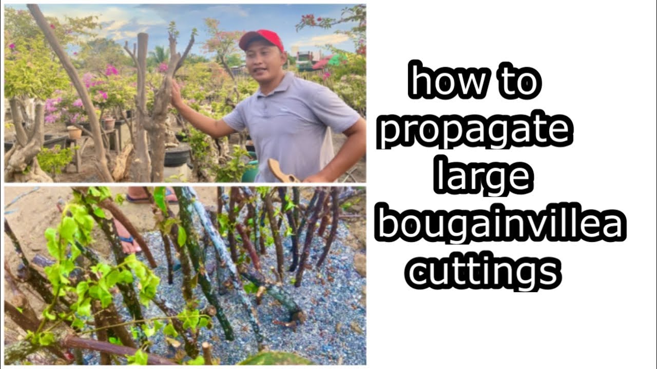 how to propagate bougainvillea from large cuttings