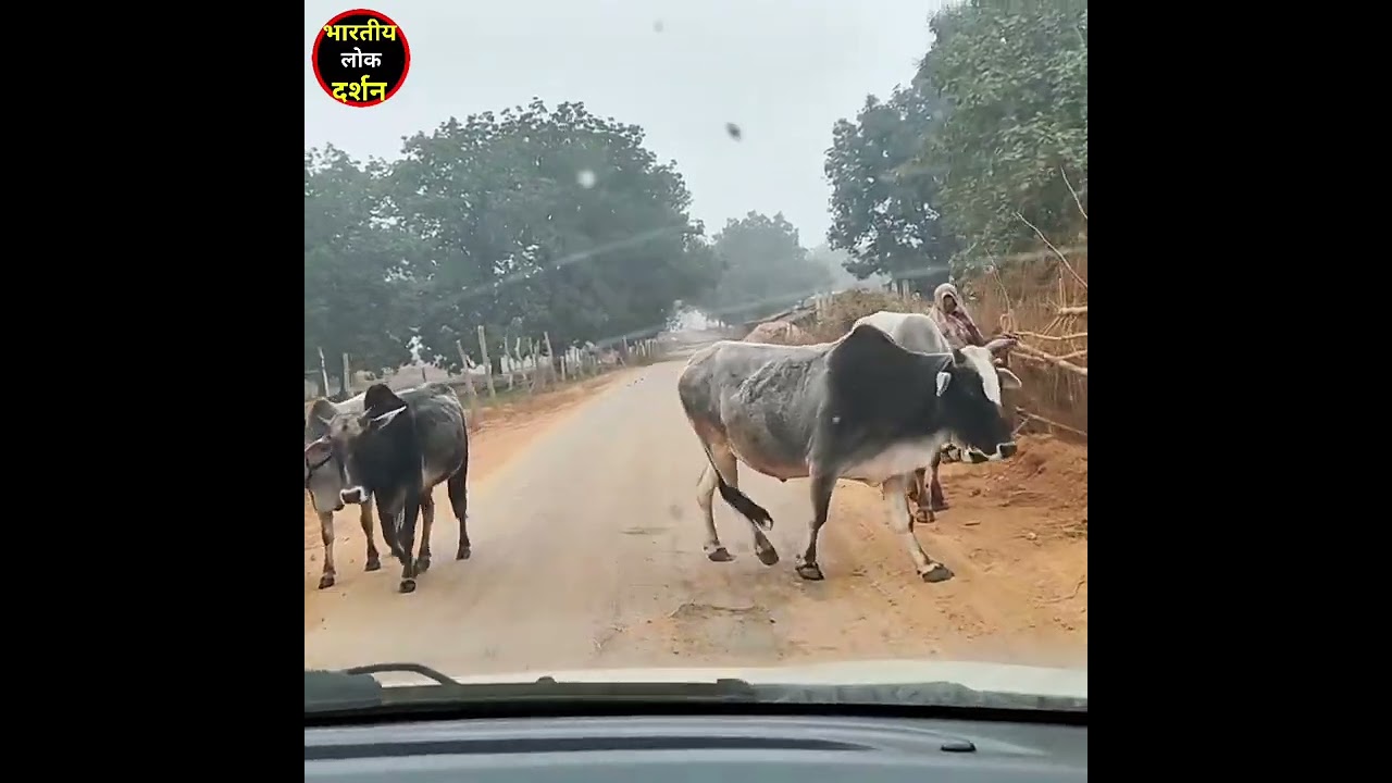 हमार गांव सोना चिरैया हो