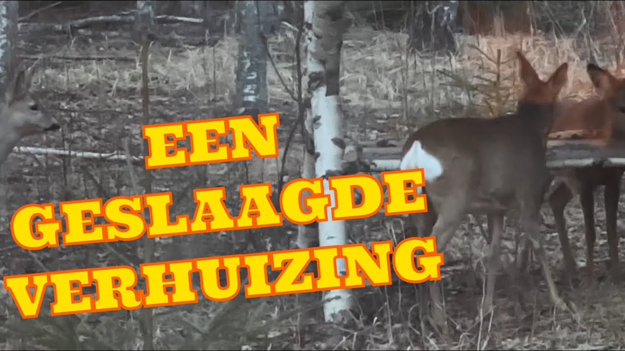 778 ZWEDEN VLOG: WETEN ZE ONS NOG TE VINDEN NA DE VERHUIZING?