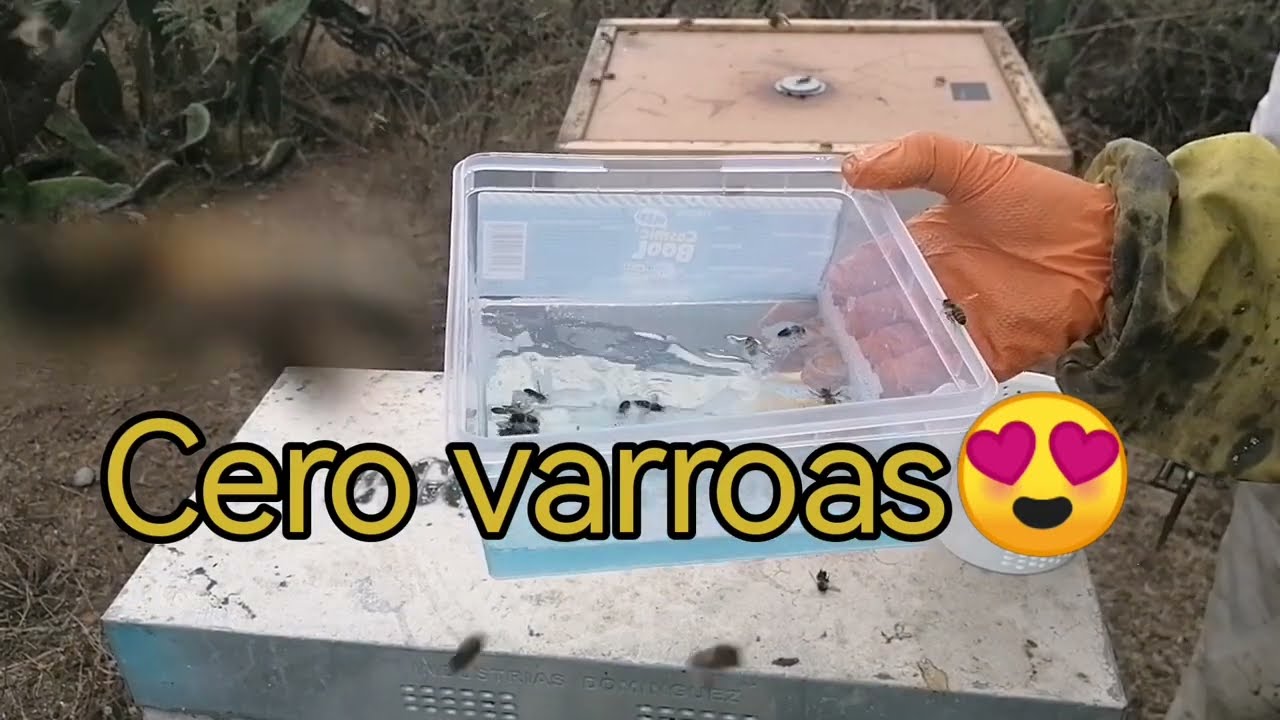 ¿Cómo utilizar el EasyCheck para test de varroa? @mielmaraseo