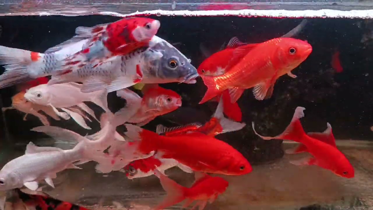 Unboxing Ikan Hias Warna Warni, Ikan Mas Koki, Ikan Oscar, Ikan Cupang, Ikan Lele, Ikan Glofish