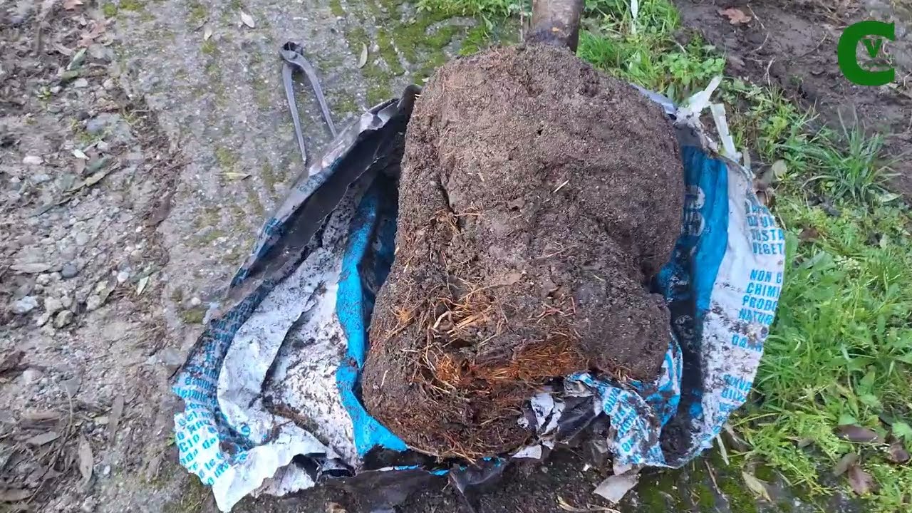 Come moltiplicare e potare il Mandorlo: la tecnica della Margotta su un pollone vigoroso