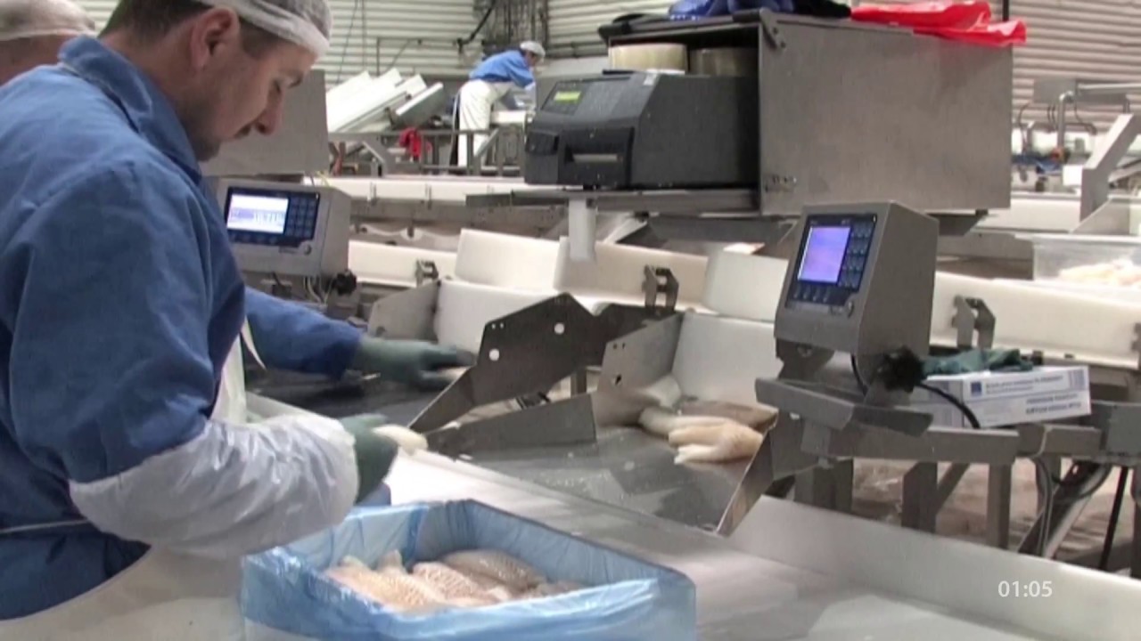 Fish Processing Flowline &ndash; Classic Flowline