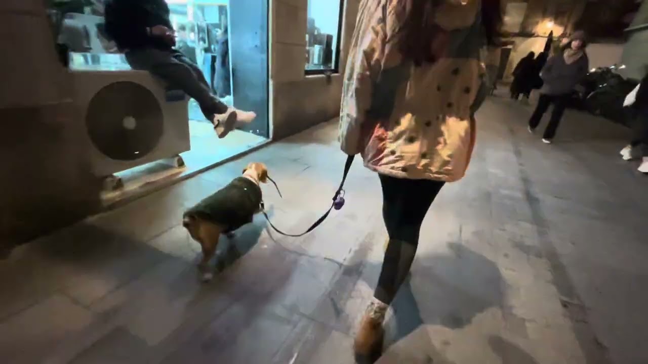 Vida walking the streets of Barcelona with her stick that she carried from the dog park to home