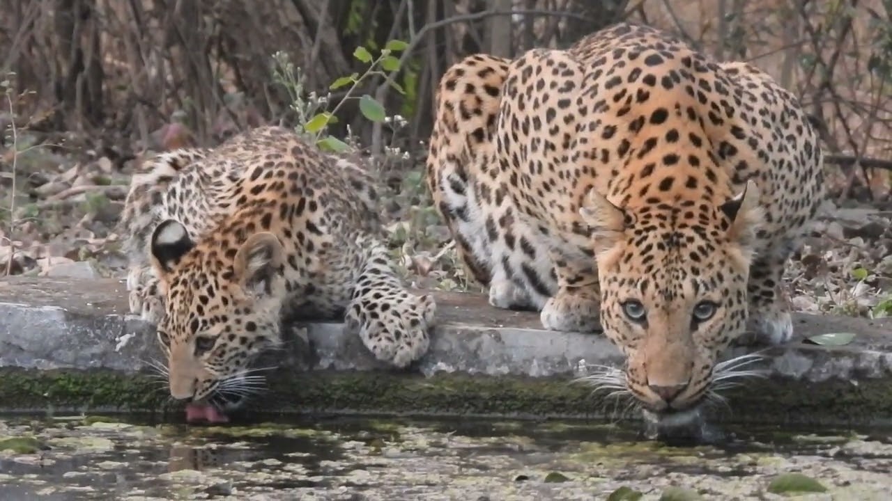 Flora and her cubs Jhalana