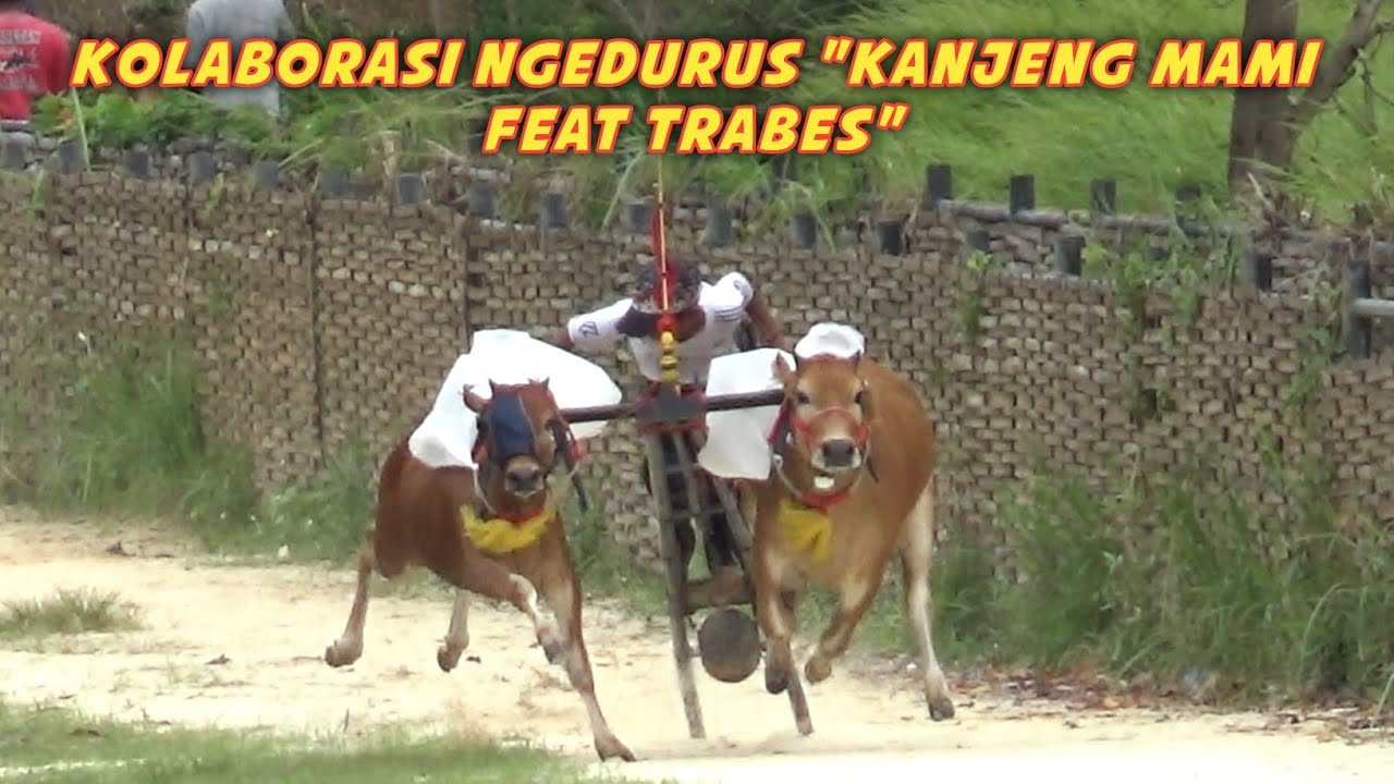 Kolaborasi Ngadurus Saat Latihan Karapan Sapi, Kanjeng Mami Feat Trabes. 