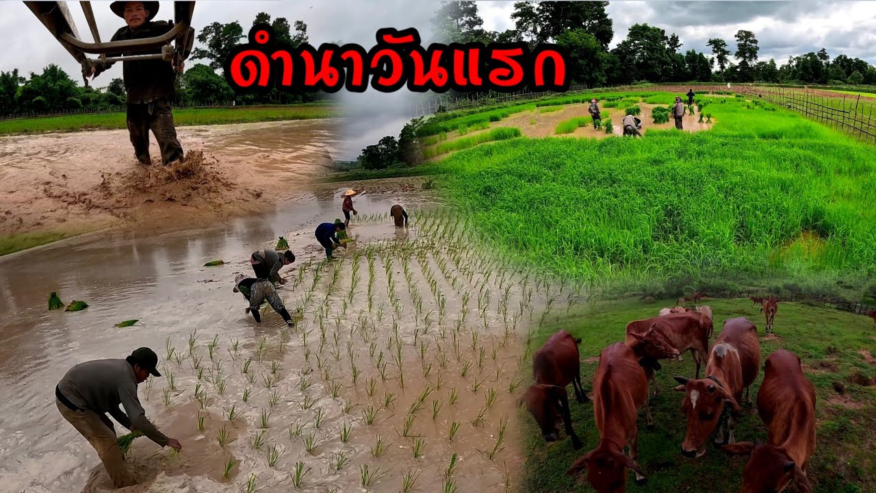 ดำนามื้อแรกแฮกหมาน/ດຳນາມື້ທຳອິດ