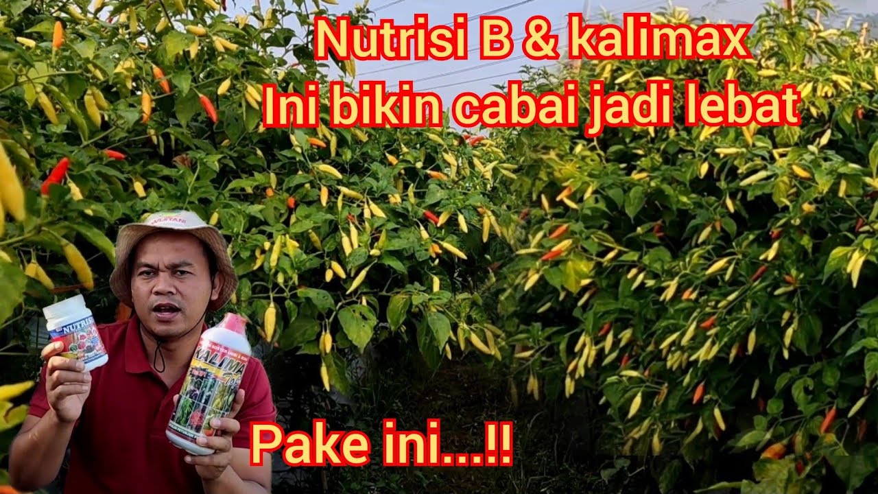 Cara melebatkan buah dan aman dari patek