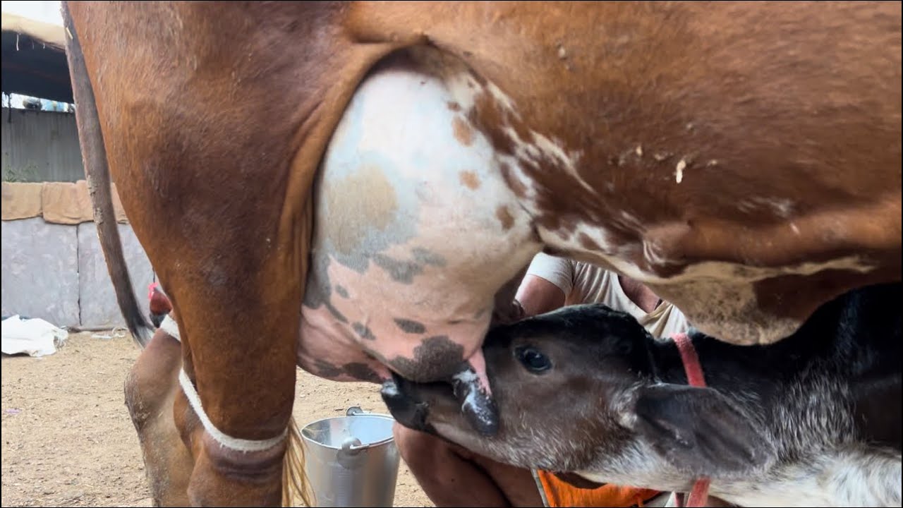 रोज़ाना 28kg दूध😲 वाली गाय 🐮|| per day 28kg milking cow || milking by hand #cow #milk #cow_milking