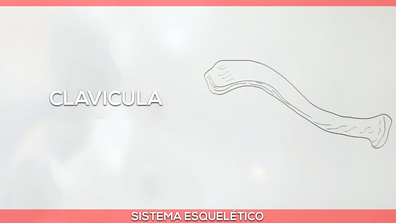 Sistema esquelético: Clavícula