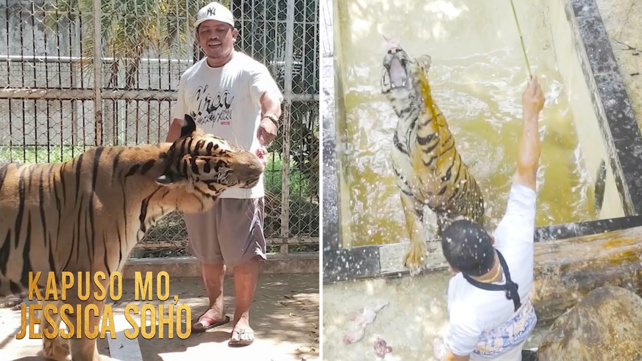 Lalaki sa Davao Occidental, tinaguriang 'Pinoy Tiger Whisperer'! | Kapuso Mo, Jessica Soho