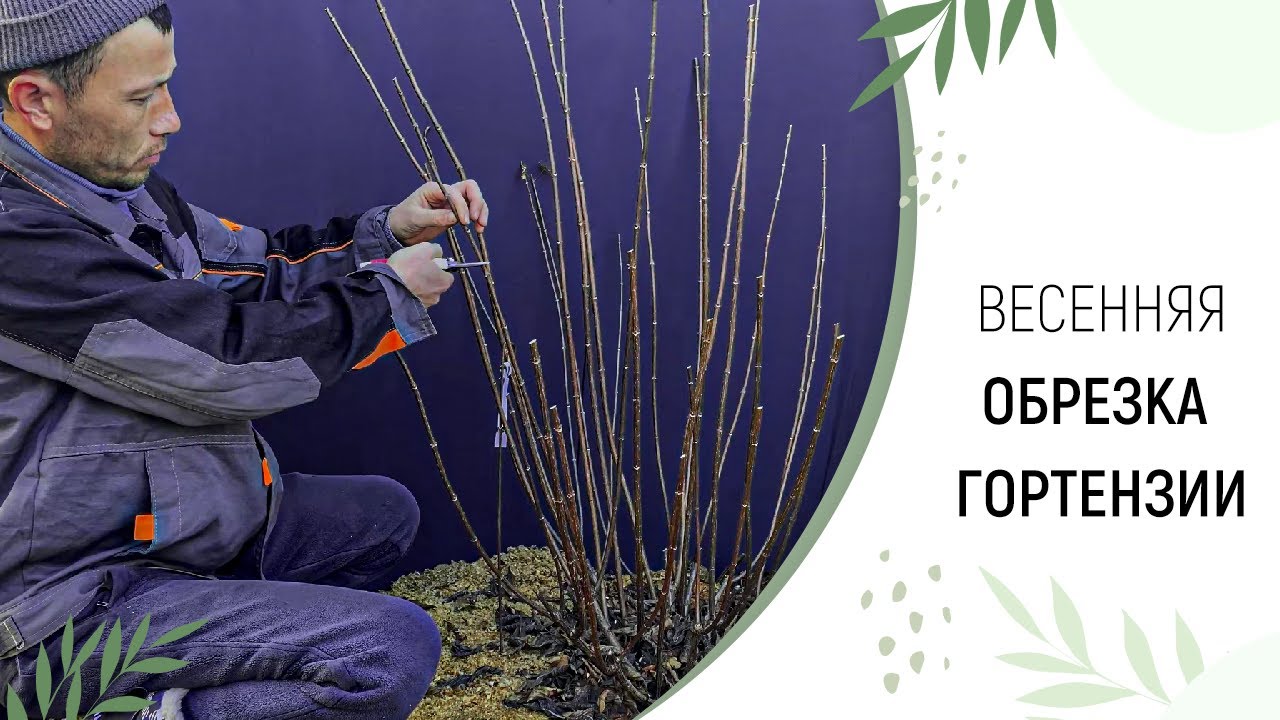 ВЕСЕННЯЯ ОБРЕЗКА ГОРТЕНЗИИ | ПИТОМНИК ЛЕСКОВО