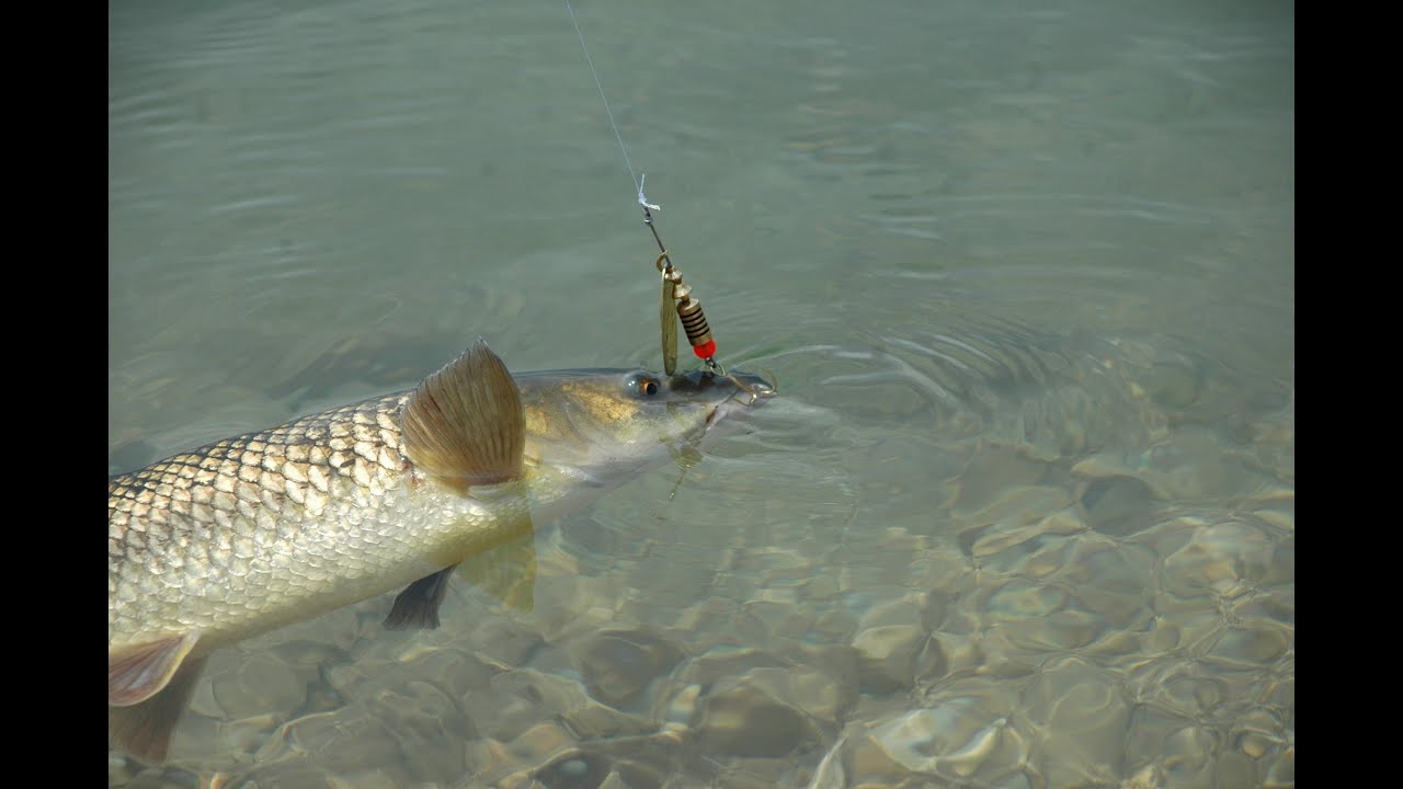 lake spinning for barbel C&R in Greece