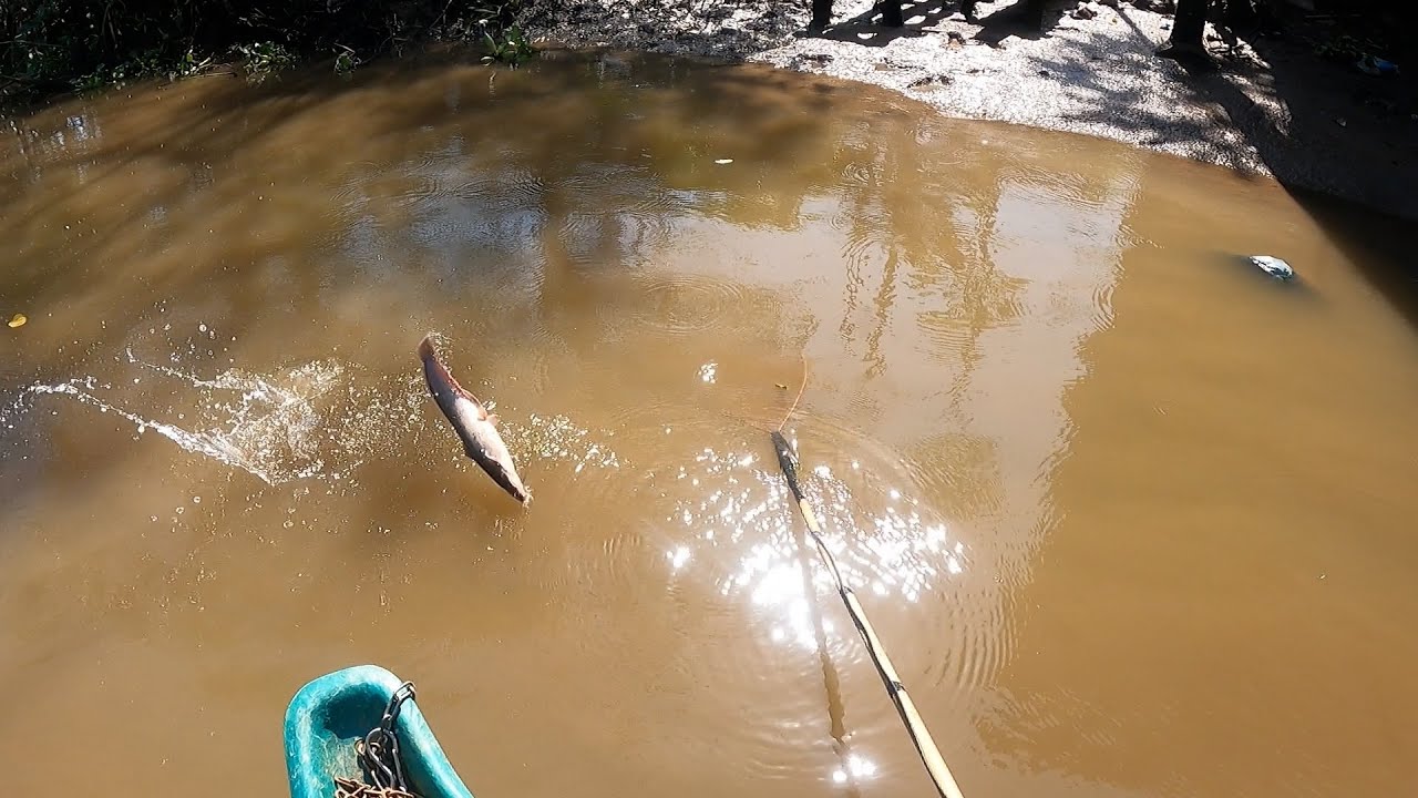 Sông Lớn Gặp Cá Lớn  Mất Hết Tất Cả Rồi | Kích Cá Miền Tây | Catch Fish
