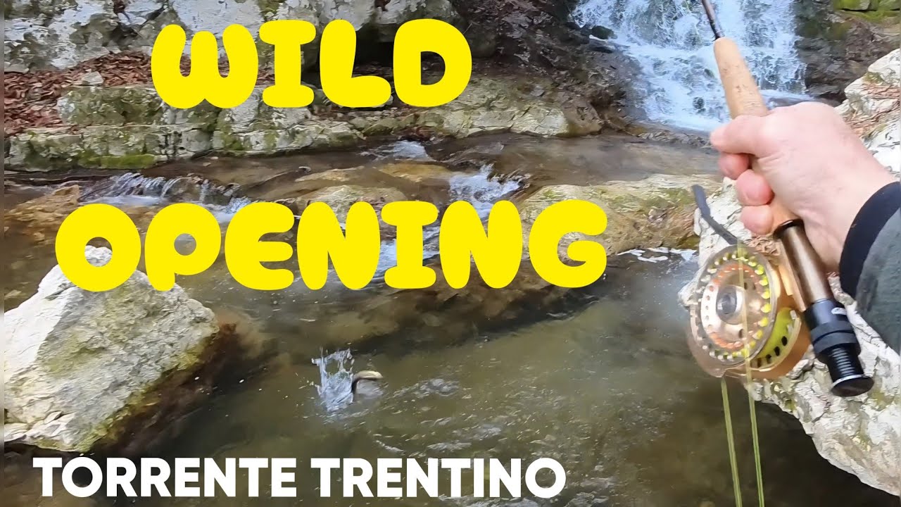 Apertura Torrenti Selvaggia in Trentino con Fario Selvatiche 100% in compagnia di Nicola(Spinning)😎🎣